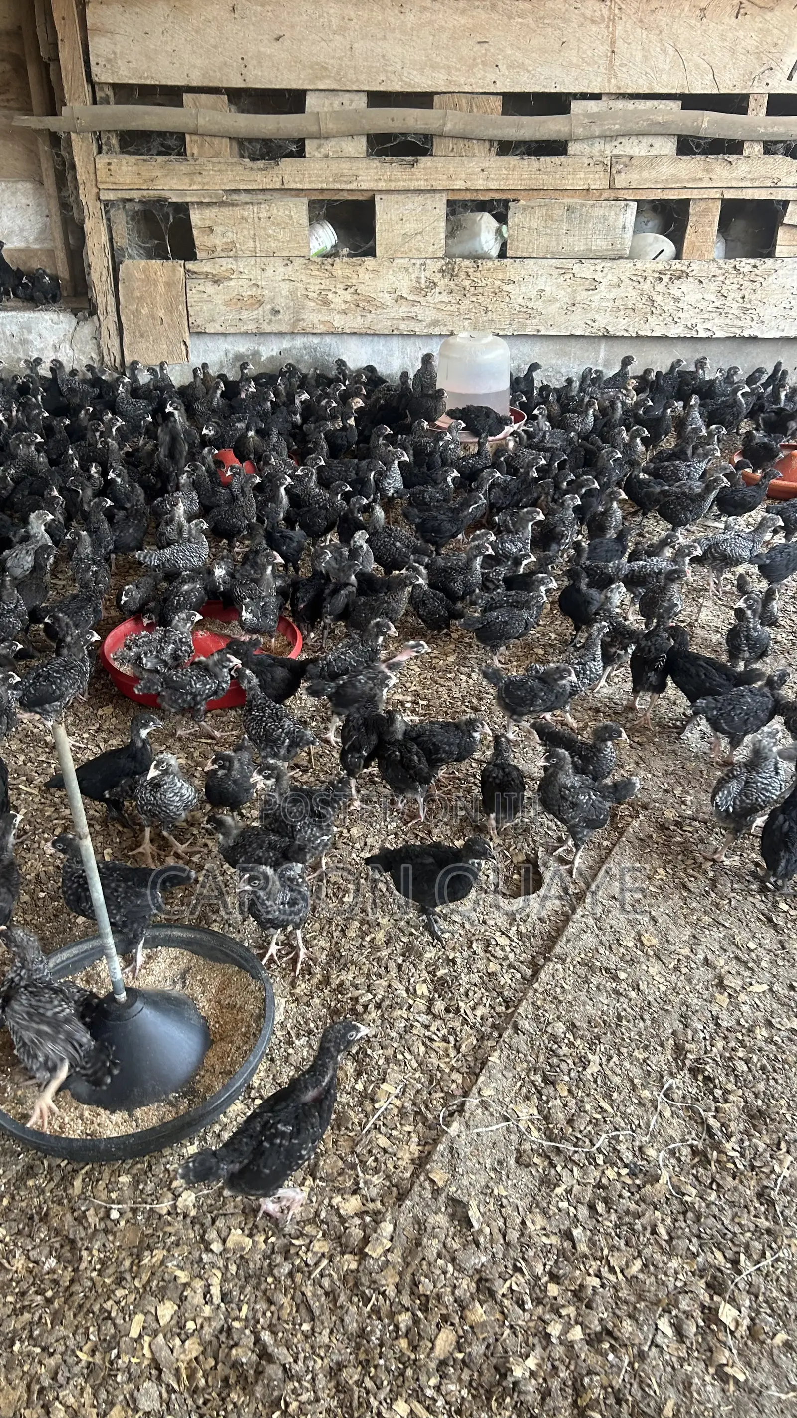 Brooded Layers/Plymouth Rock Chicks