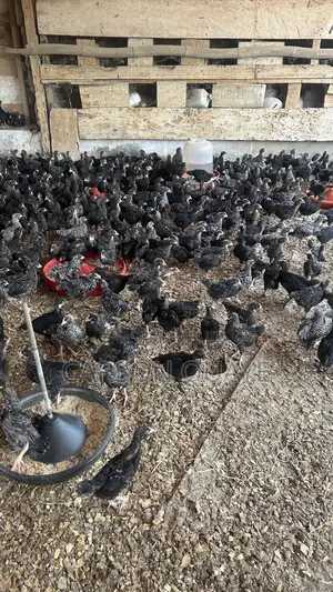 Brooded Layers/Plymouth Rock Chicks