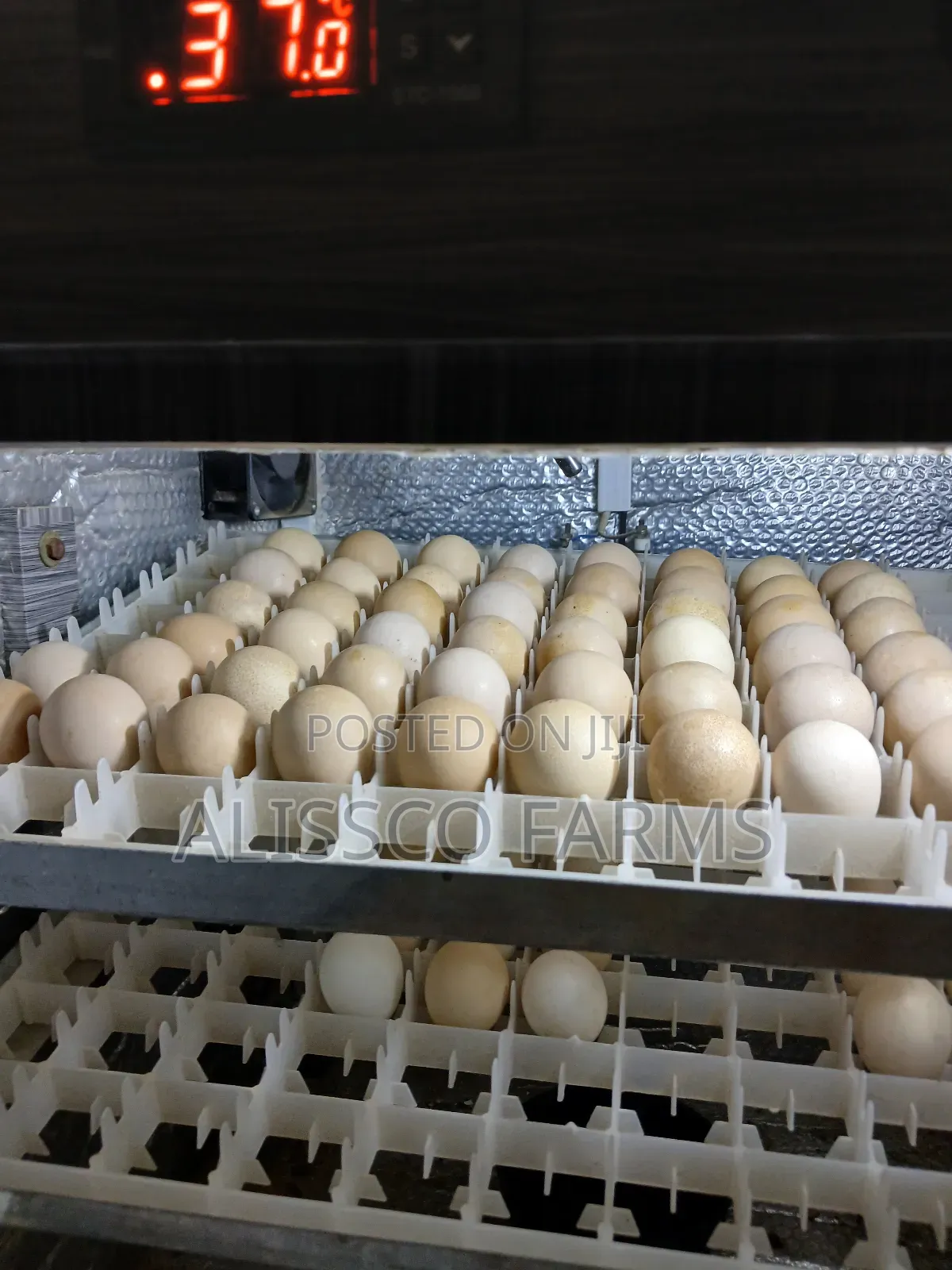 Fertile Ayam Cemani Eggs