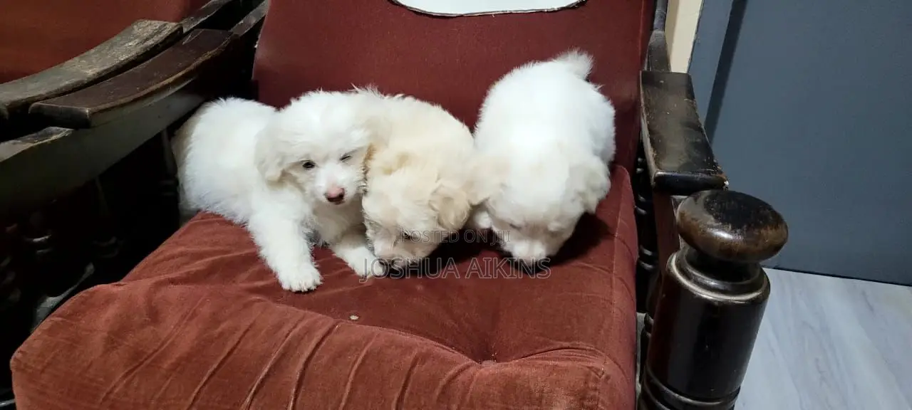1-3 months Female Purebred Maltese
