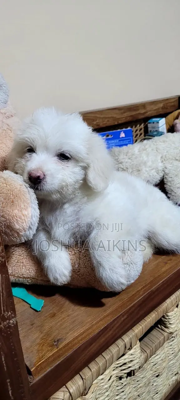 1-3 months Female Purebred Maltese