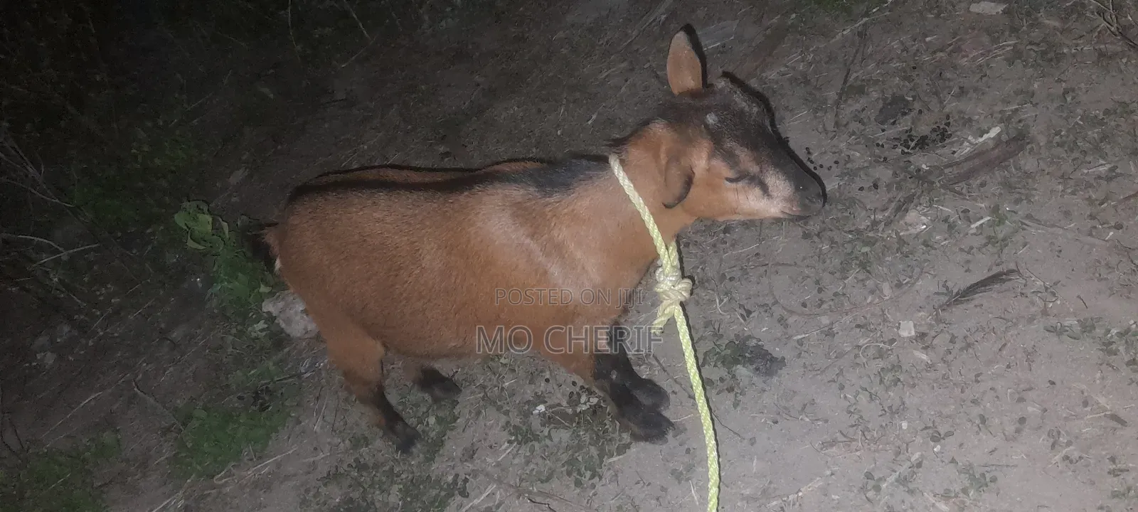 Female Goat