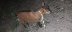 Female Goat