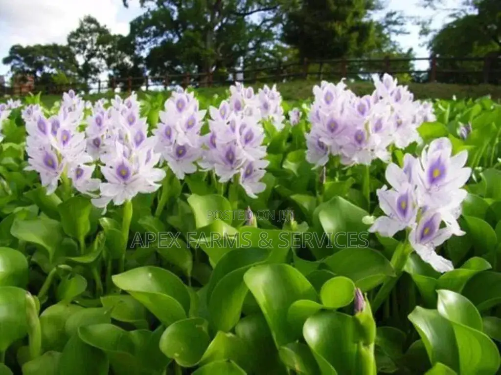 Cheapest Water Hyacinth From Apex(+Free Gift)