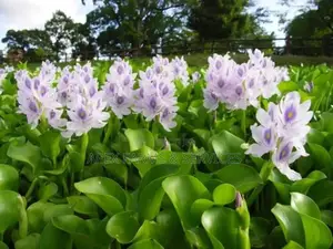 Cheapest Water Hyacinth From Apex(+Free Gift)
