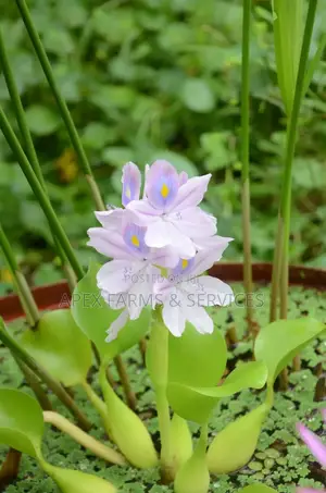 Cheapest Water Hyacinth From Apex(+Free Gift)