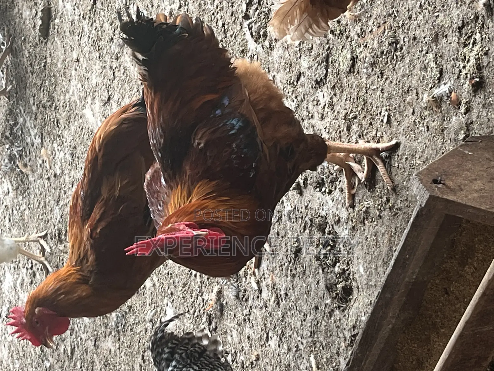 Sasso Bird for Consumption