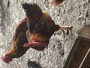Sasso Bird for Consumption