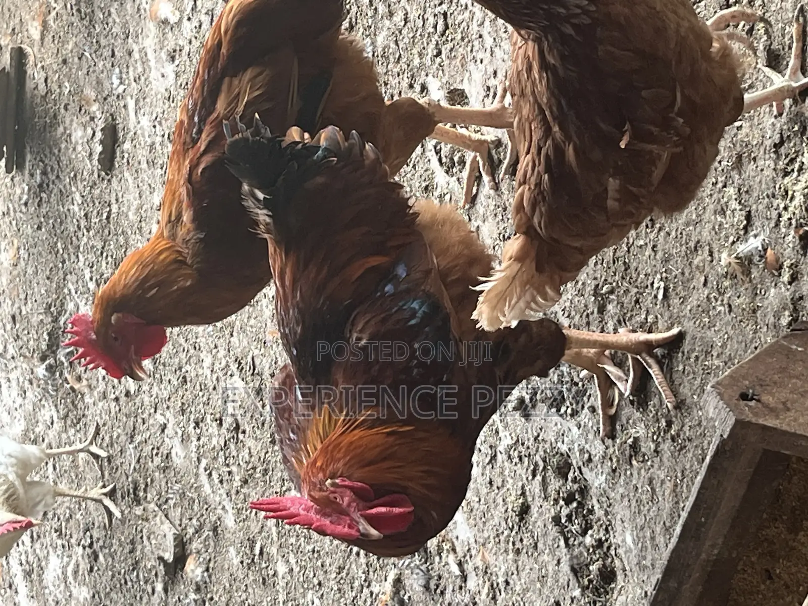 Sasso Bird for Consumption
