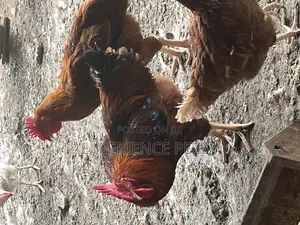 Sasso Bird for Consumption