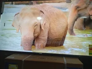 Sigma 55” Led Tv – Sharp Images, Rich Sound