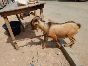 Goats for Sell