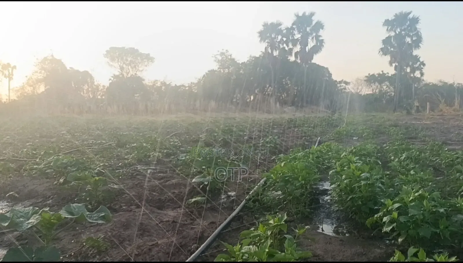 Premium 100m Rain Hose - Dominate the Dry Season!