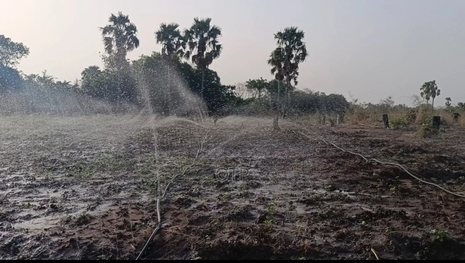 Premium 100m Rain Hose - Dominate the Dry Season!