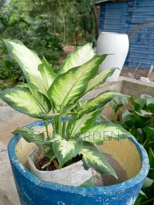 Agronema White