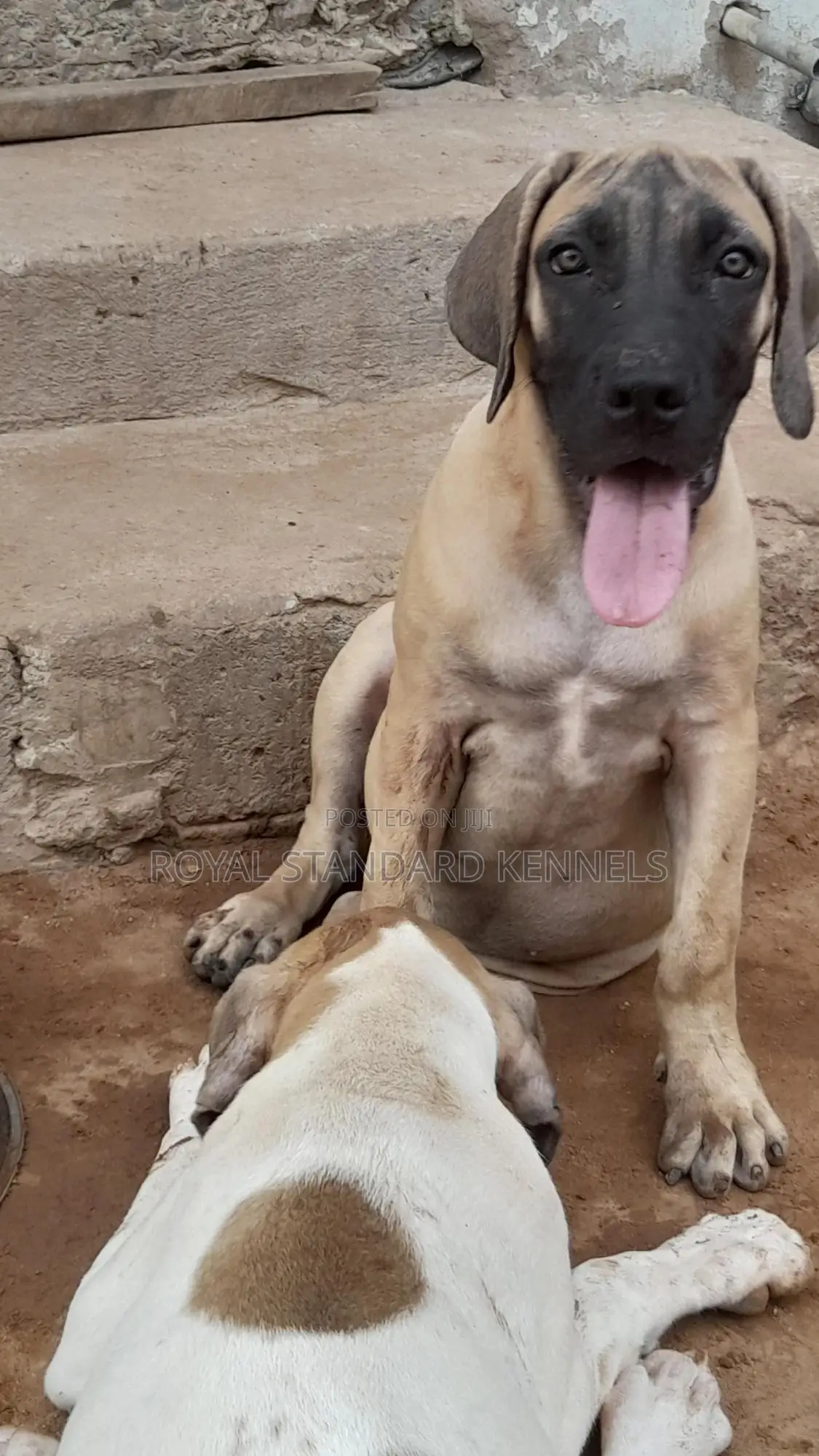 1-3 months Female Purebred Boerboel