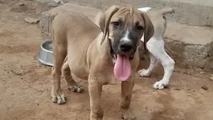 1-3 months Male Purebred Boerboel