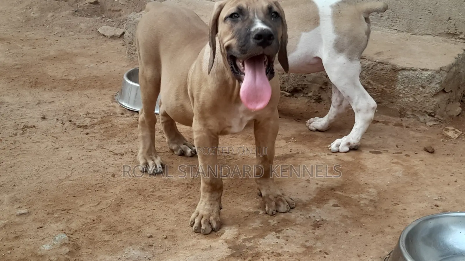 1-3 months Male Purebred Boerboel