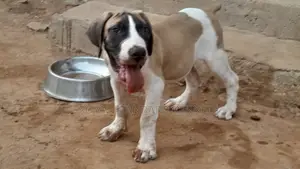1-3 months Male Purebred Boerboel