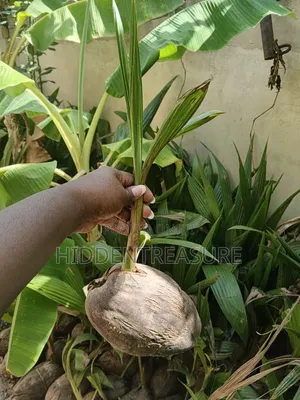 Hybrid Coconut Seedlings