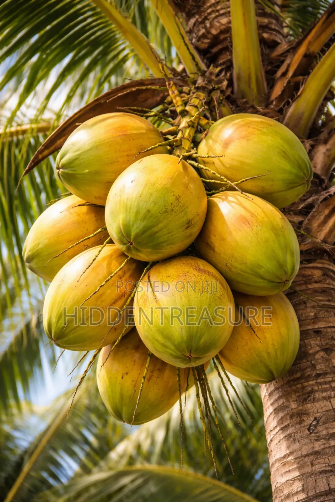 Hybrid Coconut Seedlings
