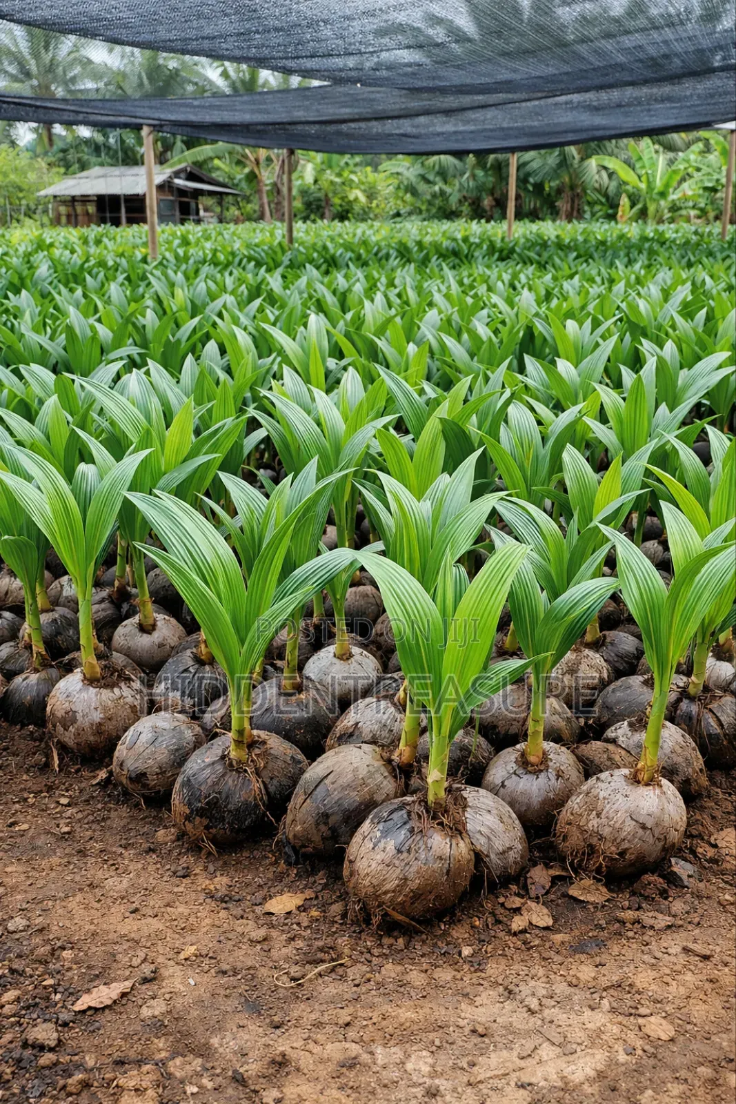 Hybrid Coconut Seedlings