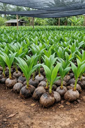 Hybrid Coconut Seedlings