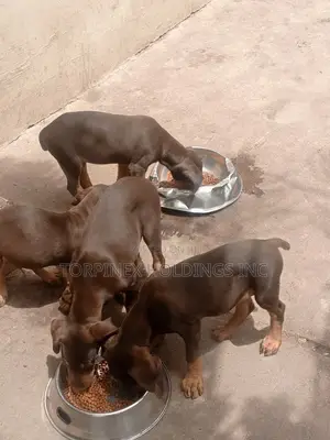 1-3 months Male Purebred Doberman Pinscher