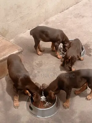 1-3 months Male Purebred Doberman Pinscher