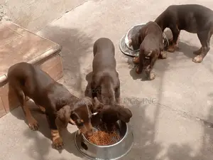 1-3 months Male Purebred Doberman Pinscher