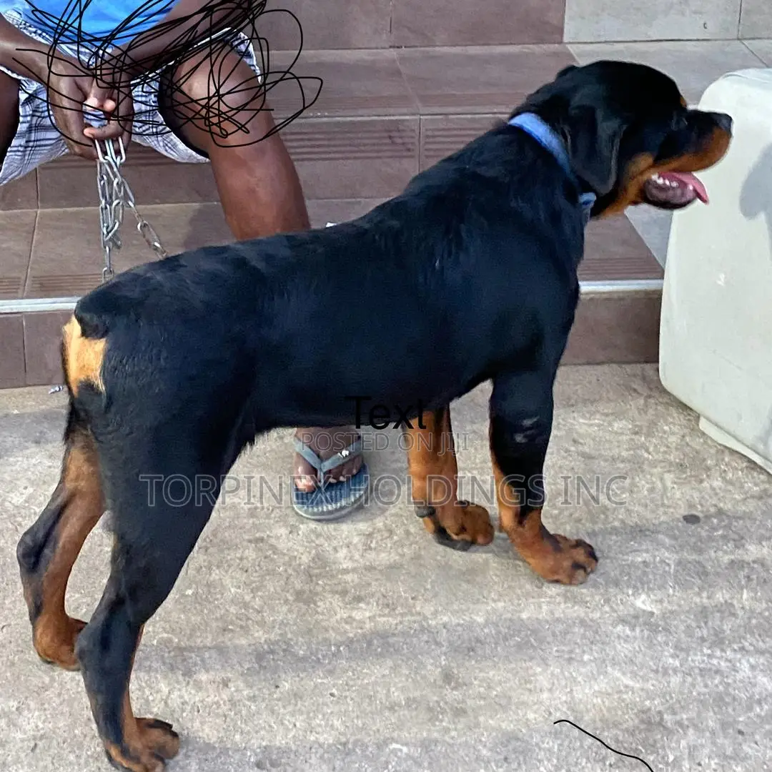 6-12 months Male Purebred Rottweiler