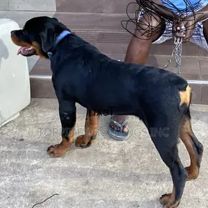 6-12 months Male Purebred Rottweiler