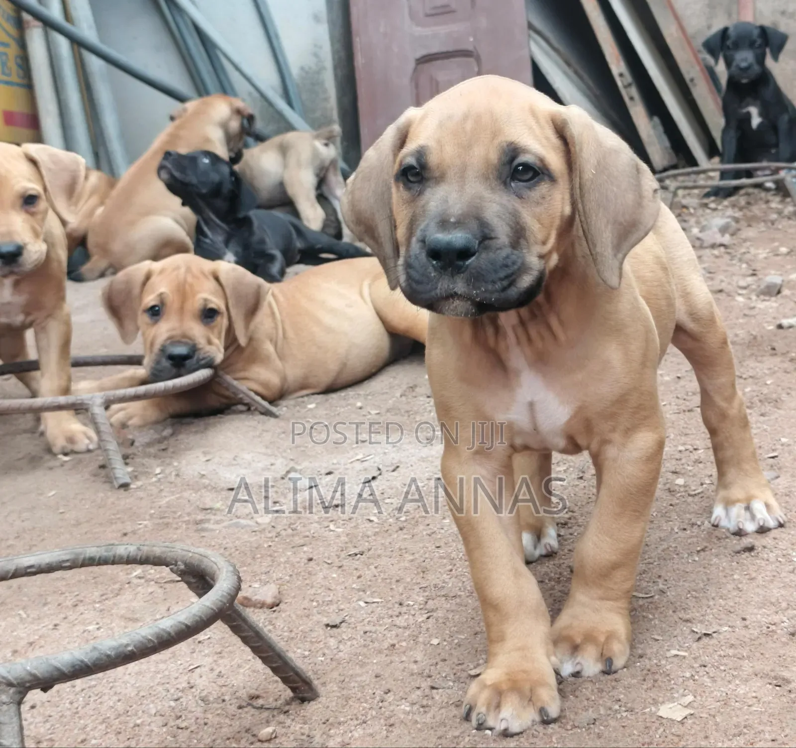 1-3 months Female Purebred Boerboel