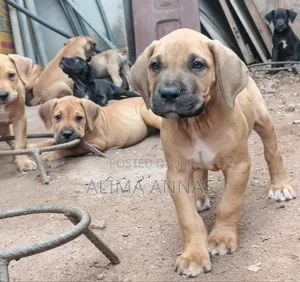 1-3 months Female Purebred Boerboel