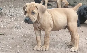 1-3 months Female Purebred Boerboel