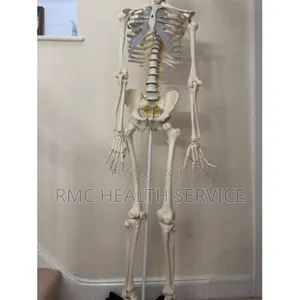 Skeletal System