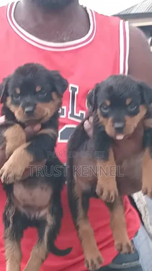 1-3 months Male Purebred Rottweiler