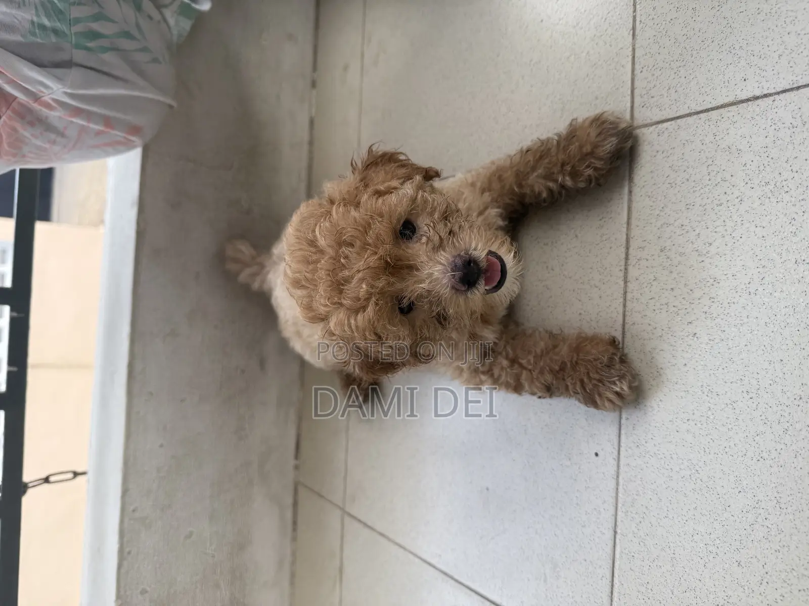 1-3 months Male Purebred Maltipoo