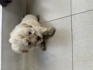 1-3 months Male Purebred Maltipoo