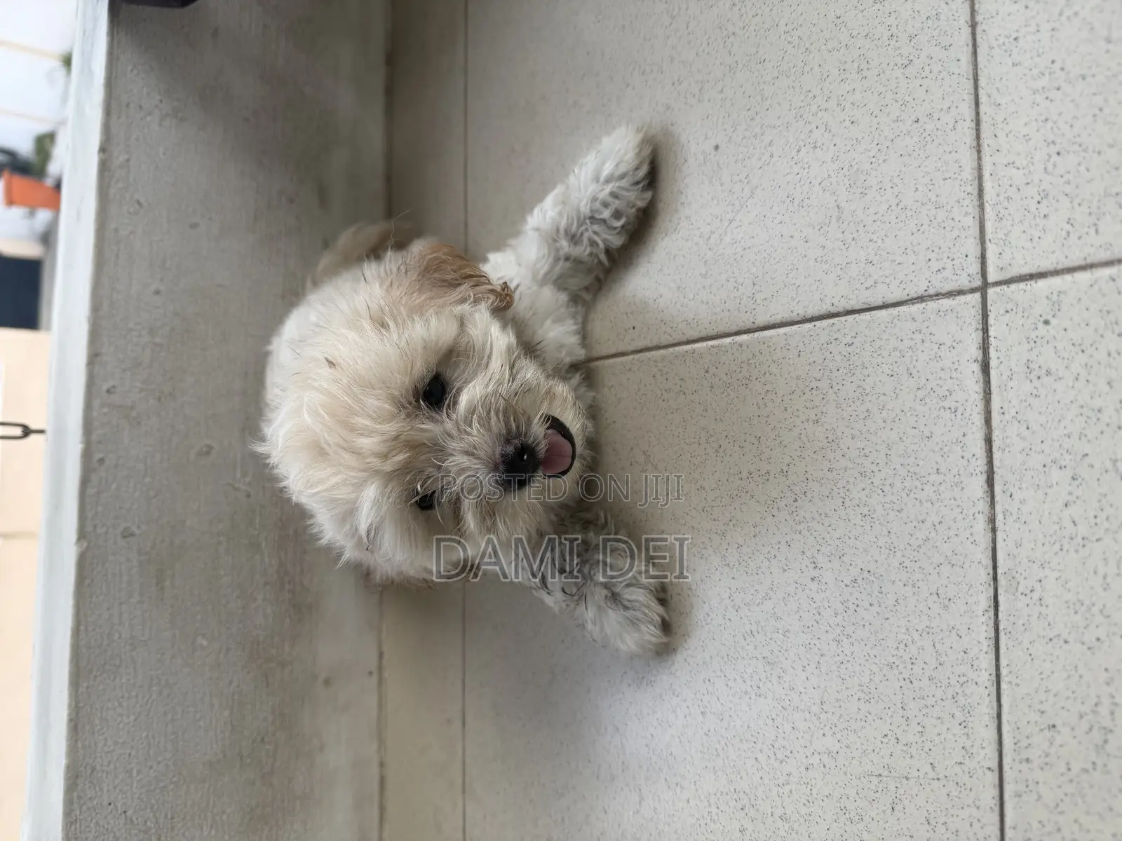 1-3 months Male Purebred Maltipoo