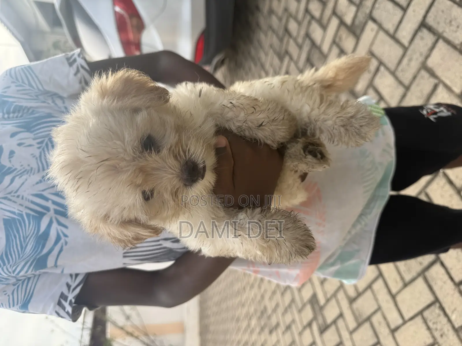 1-3 months Male Purebred Maltipoo