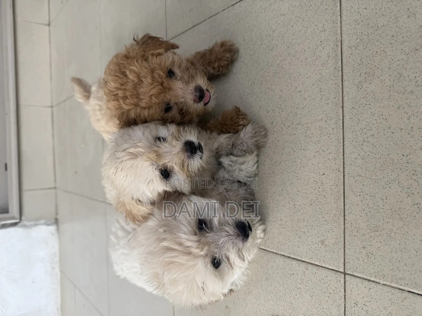 1-3 months Male Purebred Maltipoo