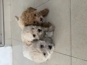 1-3 months Male Purebred Maltipoo