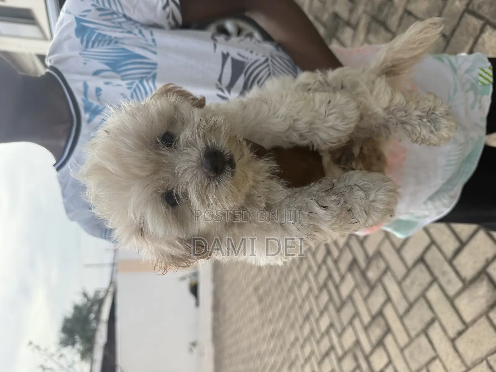 1-3 months Male Purebred Maltipoo