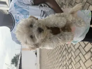 1-3 months Male Purebred Maltipoo