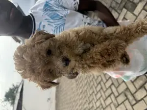 1-3 months Male Purebred Maltipoo