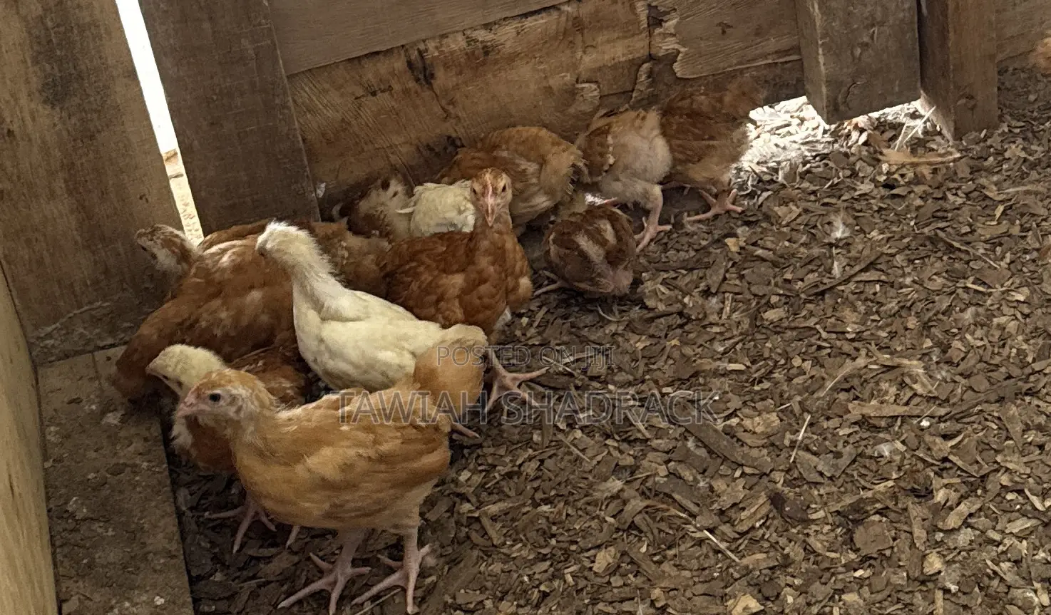 Sasso Chicks Day Old Chicks/ 3 Weeks