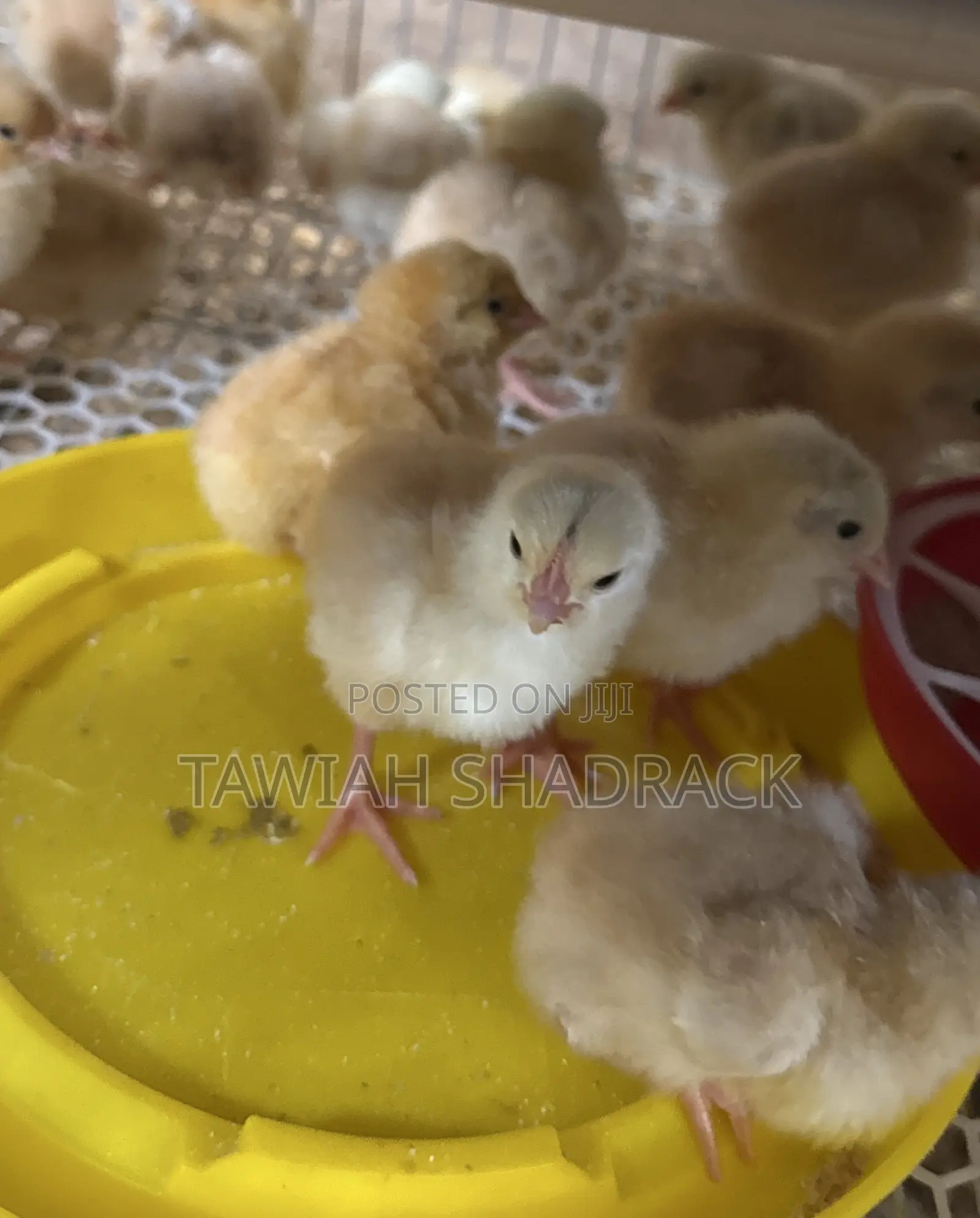 Sasso Chicks Day Old Chicks/ 3 Weeks