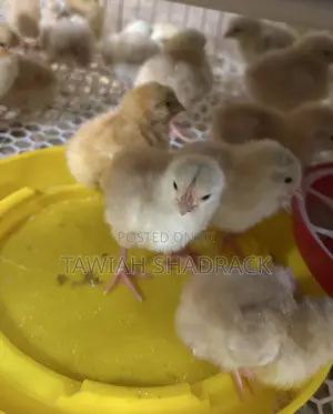 Sasso Chicks Day Old Chicks/ 3 Weeks
