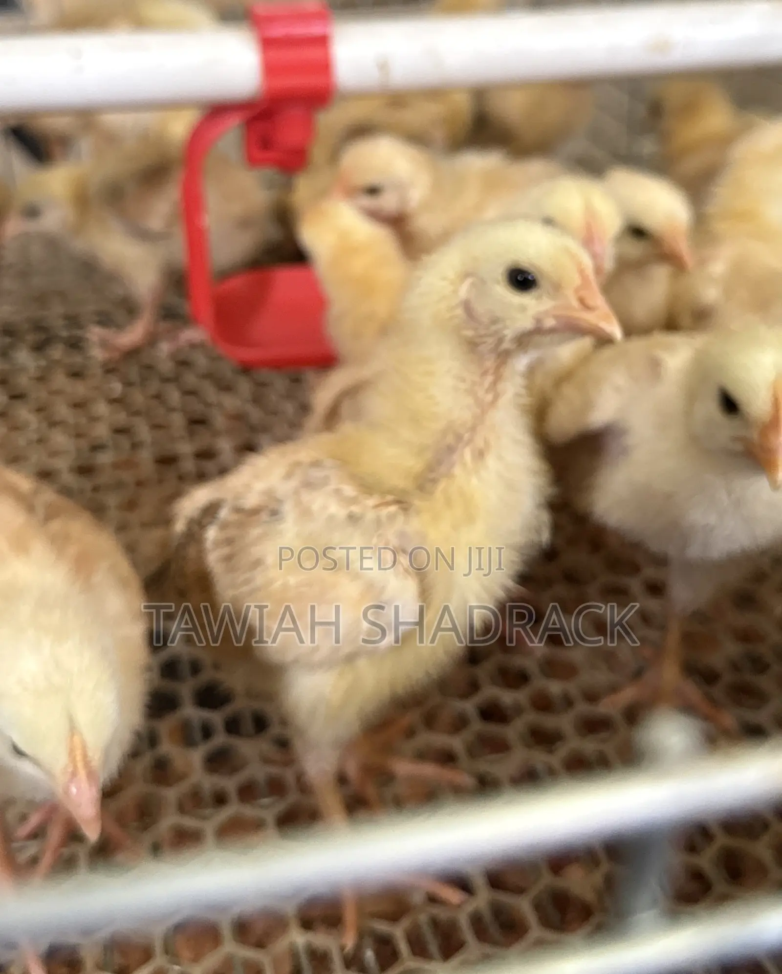 Sasso Chicks Day Old Chicks/ 3 Weeks